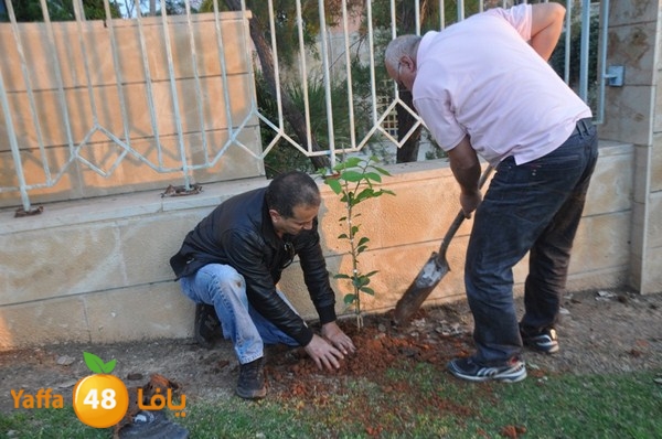 trees yaffa jamhairea (4).JPG